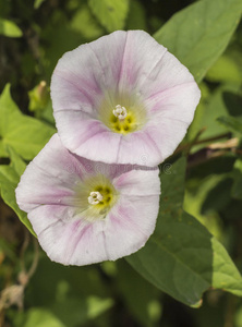 打开牵牛花