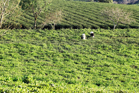 农民采摘茶芽图片