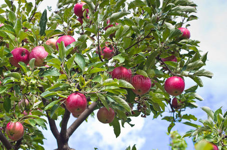 树上红苹果的特写镜头