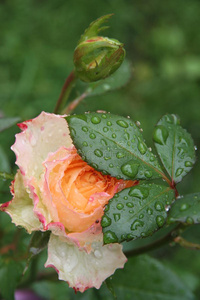 花园里的玫瑰花，花瓣上有雨滴。