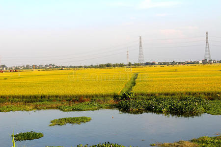 江河稻田九