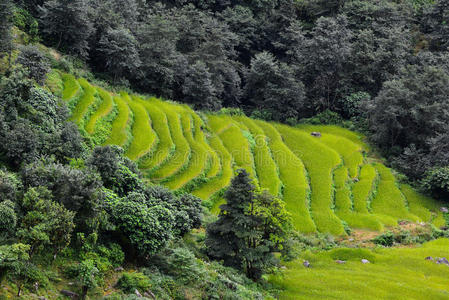 尼泊尔的稻田