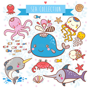 海洋动物收藏。