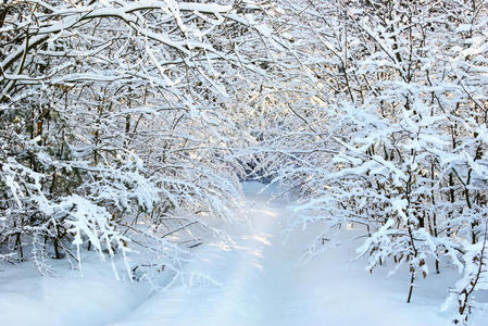 冬林中积雪覆盖的道路。