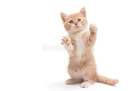 小猫站着玩耍照片