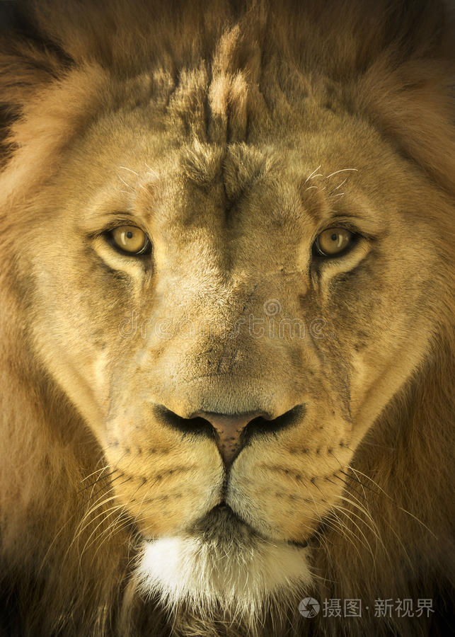 雄伟的狮王兽的特写肖像