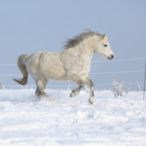 冬季奔跑的威尔士山骏马图片