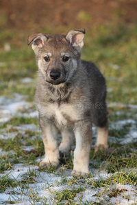 冬季狼狗的可爱小狗图片