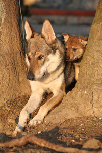 狼狗妈妈和它的小狗在树中间图片