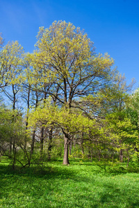 夏季景观