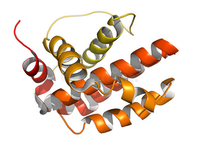 蛋白质细胞图片