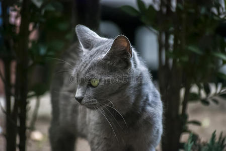 灰色母猫剖面图图片