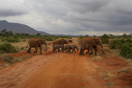 一个大象家庭在旅行