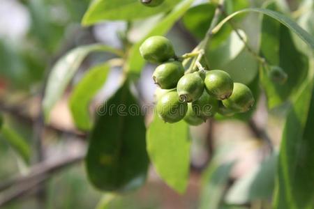 未成熟的沙果檀香未成熟果实照片