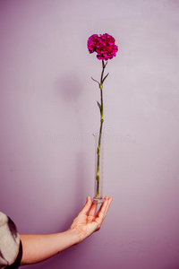 抱着一朵紫花的年轻女子