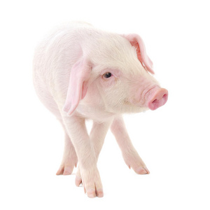 猪白底图片-猪白底素材-猪白底插画-摄图新视界