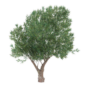 橄榄树的分支图片-橄榄树的分支素材-橄榄树的分支插画-摄图新视界