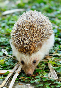 刺猬刺猬隔离草地上的刺猬婴儿刺猬,4 天老,白色背景白色背景上分离的