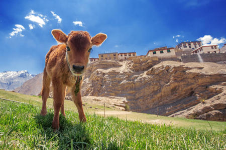 红色小牛图片