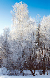 雪地里的树