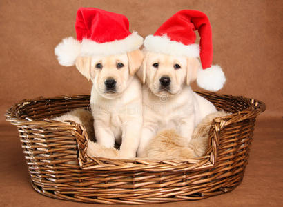 幼犬 动物 服装 帽子 犬科动物 圣诞节 可爱的 演播室