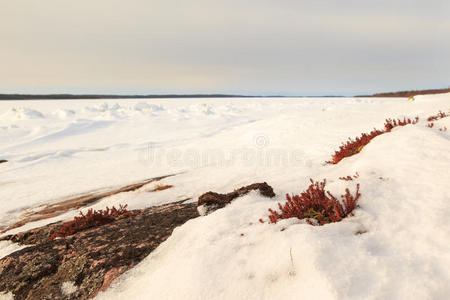 自然 场景 旅行 海滩 伍兹 海岸线 森林 海岸 雪堆 巴伦支