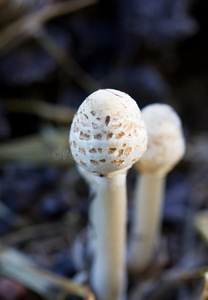 蘑菇 美味的 烹饪 食物 公司 真菌 生长 落下 帽子 森林