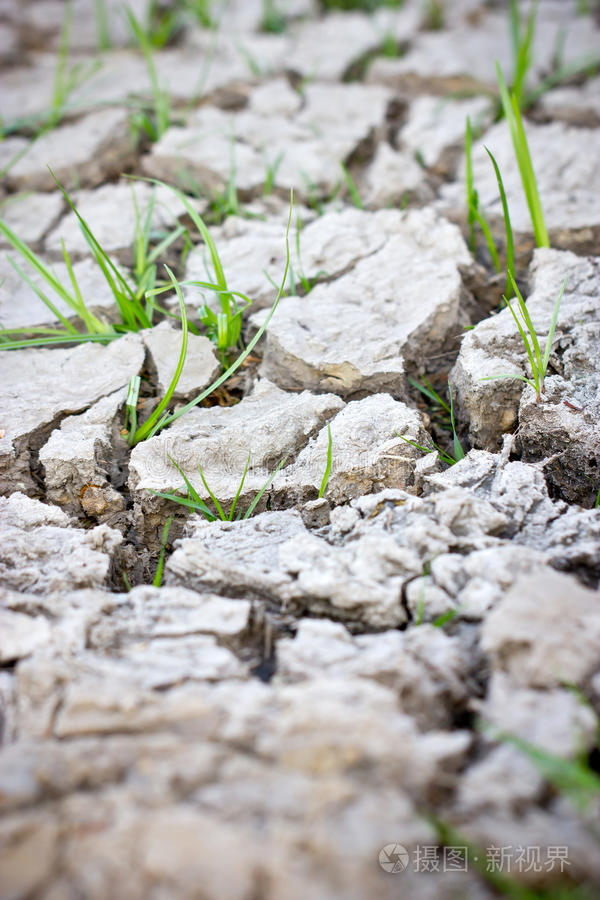 小草在碎泥中发芽
