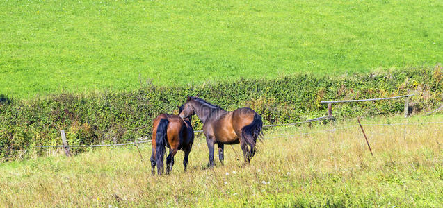 马喜欢在绿草地上吃草