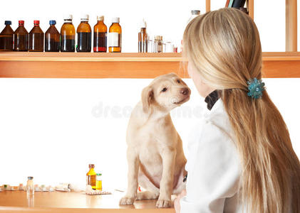 混合物狗熟悉的小狗和兽医照片