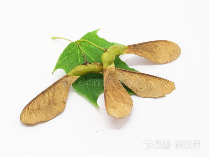 枫树种子和叶子