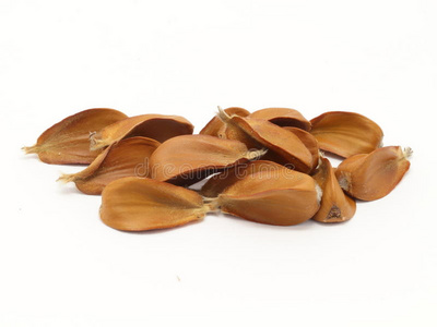 种子的山毛榉科欧洲山毛榉种子照片