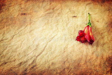 肮脏背景下的红花