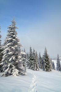 雪地里的小路