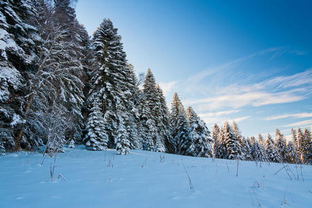 冬雪冷杉