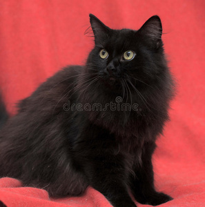 毛茸茸的黑猫