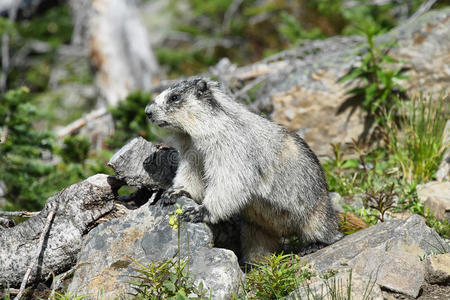 冰川国家公园里可爱的土拨鼠
