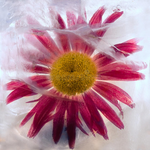 冬季冰花泡泡图片