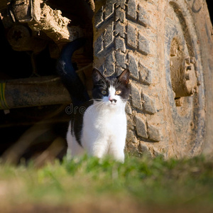 坐着的猫