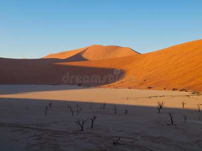 纳米布沙漠的死相思树和红沙丘