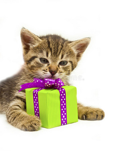 绿色礼品盒小猫