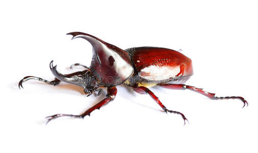白色背景的雄性犀牛甲虫