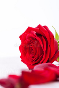 白地上美丽的红玫瑰