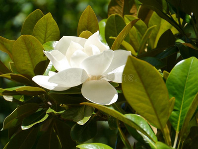 树开花白色图片