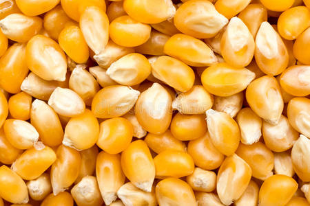 玉米种子详情