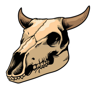 亚洲牛的头骨图片