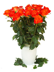 花瓶里的鲜橙色玫瑰