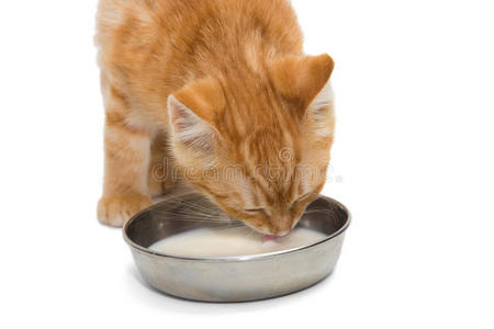 小猫喝牛奶
