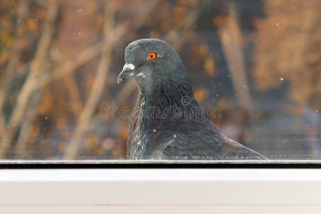 窗外一只孤独的鸽子