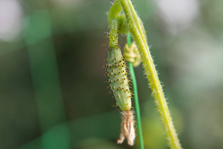 年轻的黄瓜生长在 gardenplants 关闭